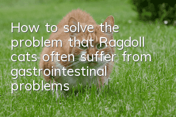 How to solve the problem that Ragdoll cats often suffer from gastrointestinal problems?