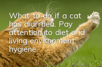 What to do if a cat has diarrhea. Pay attention to diet and living environment hygiene.
