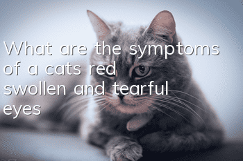 What are the symptoms of a cat’s red, swollen and tearful eyes?