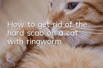 How to get rid of the hard scab on a cat with ringworm?