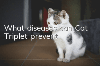 What diseases can Cat Triplet prevent?