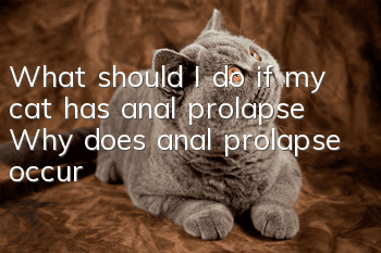 What should I do if my cat has anal prolapse? Why does anal prolapse occur?