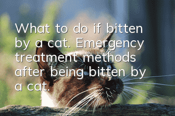 What to do if bitten by a cat. Emergency treatment methods after being bitten by a cat.