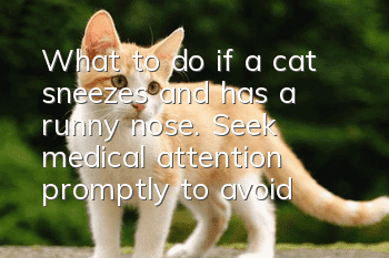 What to do if a cat sneezes and has a runny nose. Seek medical attention promptly to avoid serious illness.