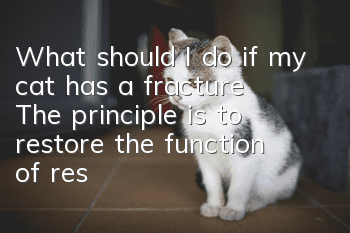 What should I do if my cat has a fracture? The principle is to restore the function of restoration and fixation.