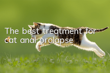 The best treatment for cat anal prolapse