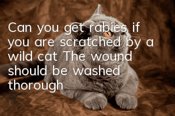 Can you get rabies if you are scratched by a wild cat? The wound should be washed thoroughly