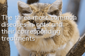 The three most common diseases in cats and their corresponding treatments