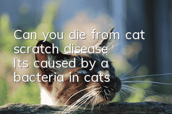 Can you die from cat scratch disease? It's caused by a bacteria in cats
