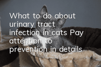 What to do about urinary tract infection in cats? Pay attention to prevention in details