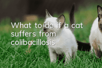 What to do if a cat suffers from colibacillosis