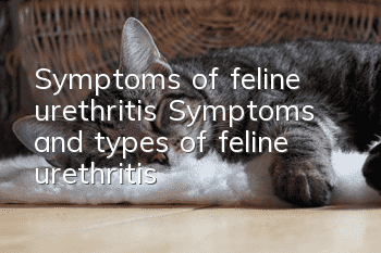Symptoms of feline urethritis Symptoms and types of feline urethritis