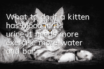 What to do if a kitten has blood in its urine? It needs more exercise, more water, and balanced nutrition.