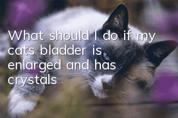 What should I do if my cat’s bladder is enlarged and has crystals?