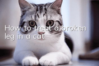 How to treat a broken leg in a cat