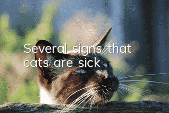 Several signs that cats are sick