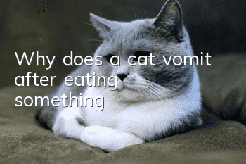 Why does a cat vomit after eating something?