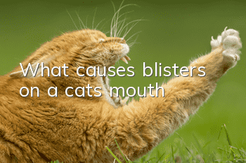 What causes blisters on a cat’s mouth?