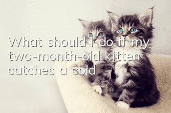 What should I do if my two-month-old kitten catches a cold?