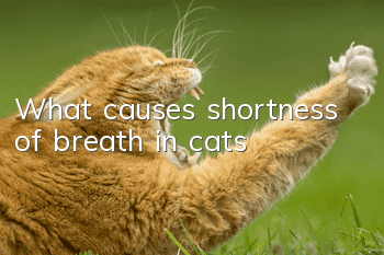 What causes shortness of breath in cats?