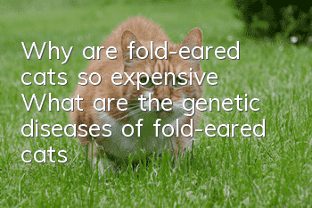 Why are fold-eared cats so expensive? What are the genetic diseases of fold-eared cats?