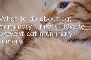 What to do about cat mammary tumors How to prevent cat mammary tumors