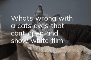 What's wrong with a cat's eyes that can't open and show white film?