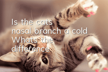 Is the cat's nasal branch a cold? What's the difference?