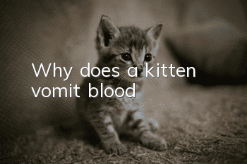 Why does a kitten vomit blood?