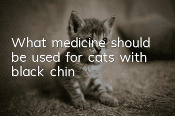 What medicine should be used for cats with black chin?