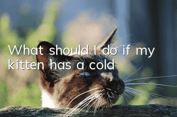 What should I do if my kitten has a cold?