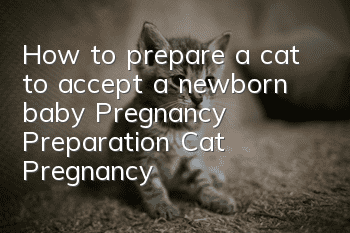 How to prepare a cat to accept a newborn baby, Pregnancy Preparation, Cat Pregnancy!