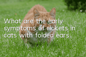 What are the early symptoms of rickets in cats with folded ears?