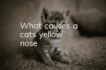 What causes a cat's yellow nose?