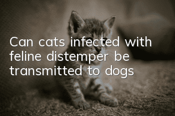 Can cats infected with feline distemper be transmitted to dogs?