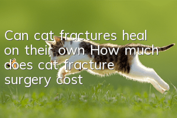 Can cat fractures heal on their own? How much does cat fracture surgery cost?