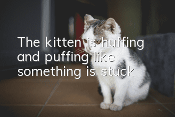 The kitten is huffing and puffing like something is stuck