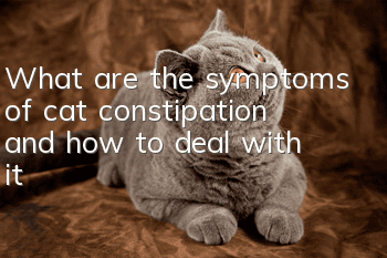 What are the symptoms of cat constipation and how to deal with it?