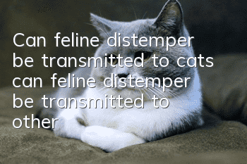 Can feline distemper be transmitted to cats (can feline distemper be transmitted to other cats through human contact)