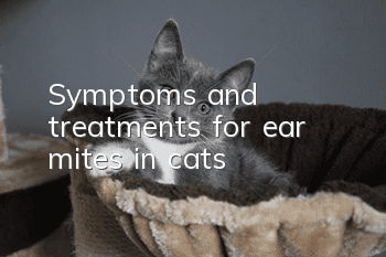 Symptoms and treatments for ear mites in cats