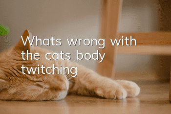 What's wrong with the cat's body twitching?