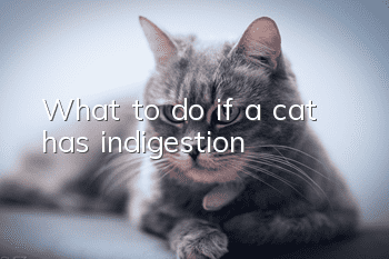 What to do if a cat has indigestion?