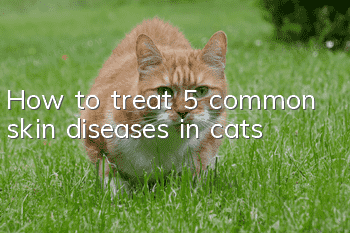 How to treat 5 common skin diseases in cats?