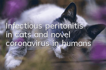 Infectious peritonitis in cats and novel coronavirus in humans