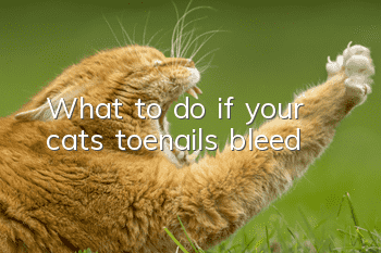 What to do if your cat’s toenails bleed