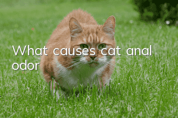 What causes cat anal odor?