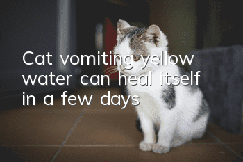 Cat vomiting yellow water can heal itself in a few days