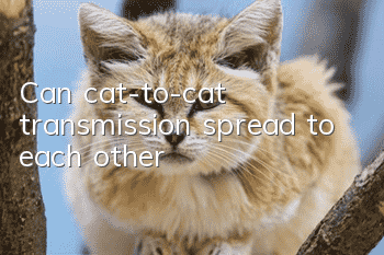 Can cat-to-cat transmission spread to each other?