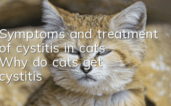 Symptoms and treatment of cystitis in cats (Why do cats get cystitis?)