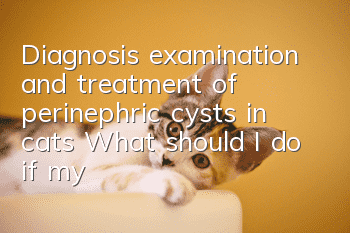 Diagnosis, examination and treatment of perinephric cysts in cats (What should I do if my cat has perinephric cysts?)